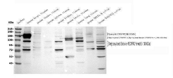 Anti-VEGF Receptor 2/Kdr Antibody Picoband®