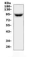 Anti-MAP3K20 Antibody Picoband®