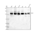 Anti-TYRO3 Antibody Picoband®