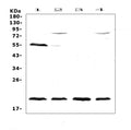 Anti-CD59/Cd59a Antibody Picoband®
