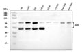 Anti-ATF2 Antibody Picoband®
