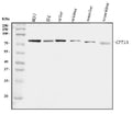 Anti-CPT1A Antibody Picoband®