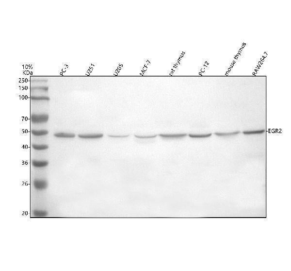 Anti-EGR2 Antibody Picoband®