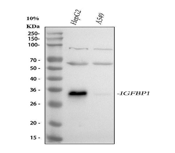 Anti-IGFBP1 Antibody Picoband®