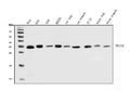 Anti-HCCS Antibody Picoband®