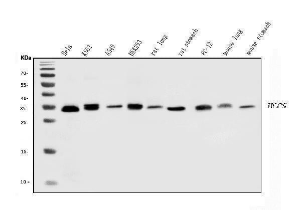 Anti-HCCS Antibody Picoband®