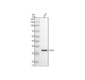 Anti-FASL/FASLG Antibody Picoband®