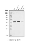 Anti-GDF8/Myostatin/MSTN Antibody Picoband®