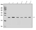 Anti-ARF6 Antibody Picoband®