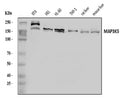Anti-ASK1/MAP3K5 Antibody Picoband®