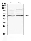 Anti-ETS1 Antibody Picoband®