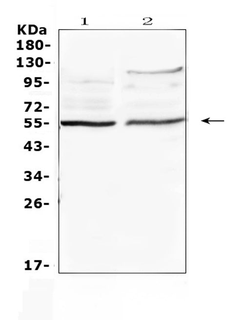 Anti-ETS1 Antibody Picoband®