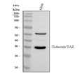 Anti-Tafazzin/TAZ Antibody Picoband®