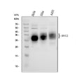 Anti-BST2/Tetherin Antibody Picoband®