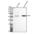 Anti-Aqp2 Antibody Picoband®