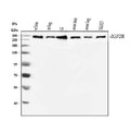 Anti-Mannose 6 Phosphate Receptor/Igf2r Antibody Picoband®