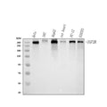 Anti-Mannose 6 Phosphate Receptor (Cation independent)/IGF2R Antibody Picoband®