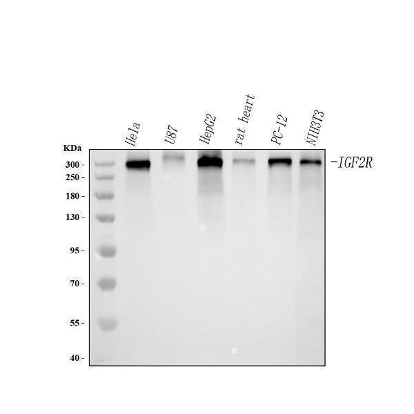 Anti-Mannose 6 Phosphate Receptor (Cation independent)/IGF2R Antibody Picoband®