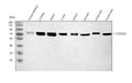 Anti-GRP78/BIP/HSPA5 Antibody Picoband®