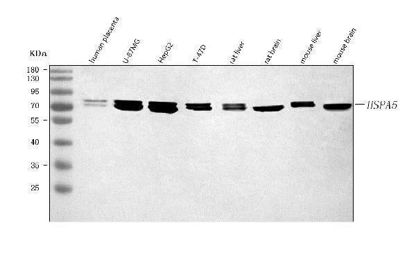 Anti-GRP78/BIP/HSPA5 Antibody Picoband®