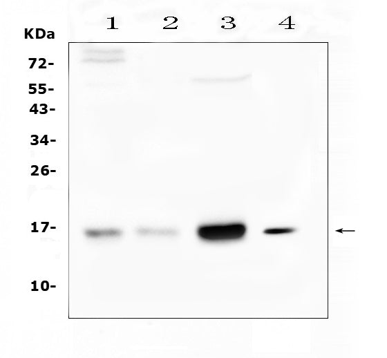 Anti-Cystatin C/CST3 Antibody Picoband®