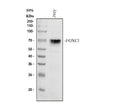 Anti-FOXC1 Antibody Picoband®