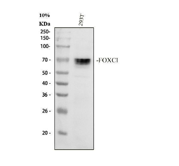 Anti-FOXC1 Antibody Picoband®