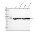 Anti-MYOD1 Antibody Picoband®