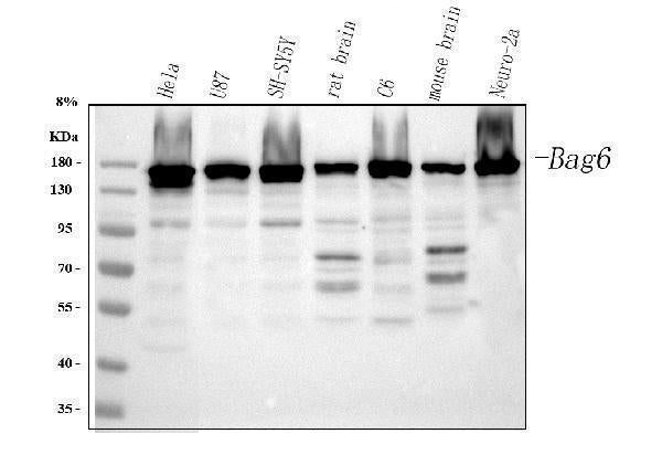 Anti-BAT3/BAG6 Antibody Picoband®