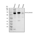 Anti-NFAT1/NFATC2 Antibody Picoband®