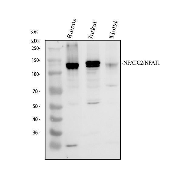 Anti-NFAT1/NFATC2 Antibody Picoband®