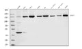 Anti-HDAC4 Antibody Picoband®