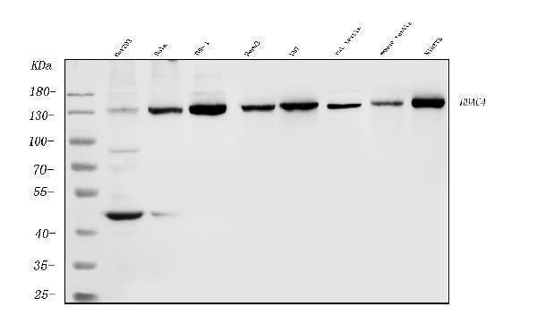 Anti-HDAC4 Antibody Picoband®