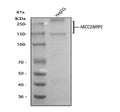Anti-MRP2/ABCC2 Antibody Picoband®
