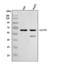 Anti-CLPX Antibody Picoband®