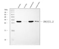 Anti-TWIST1/2 Antibody Picoband®