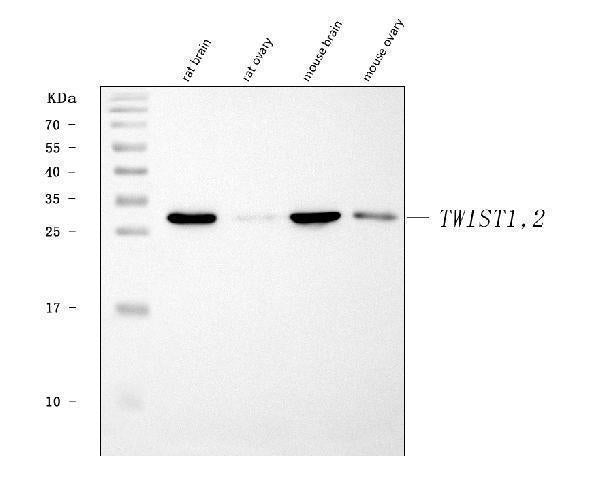 Anti-TWIST1/2 Antibody Picoband®