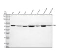 Anti-CRBN Antibody Picoband®