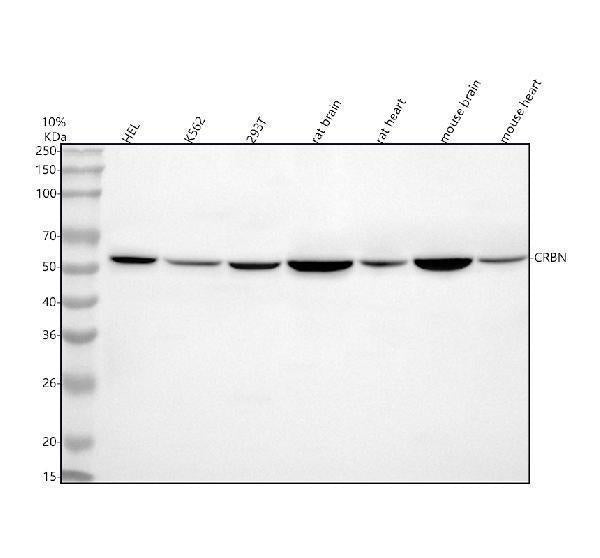 Anti-CRBN Antibody Picoband®