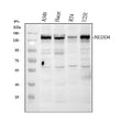 Anti-NEDD4 Antibody Picoband®