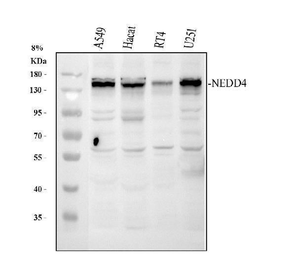 Anti-NEDD4 Antibody Picoband®