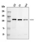 Anti-NEDD4 Antibody Picoband®