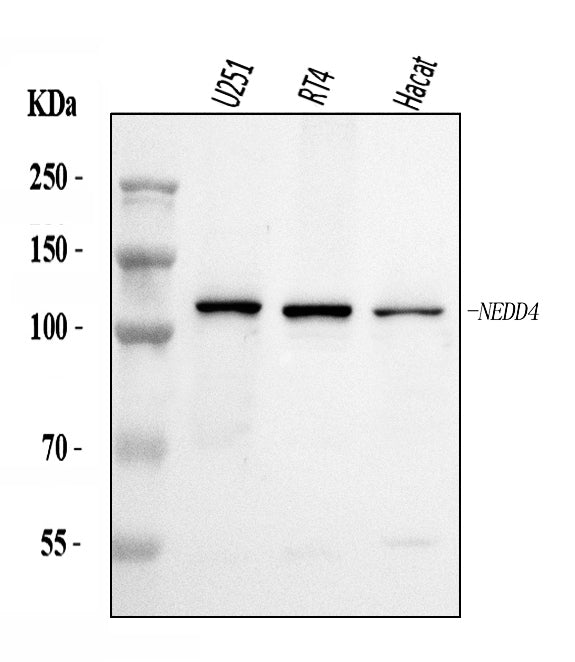 Anti-NEDD4 Antibody Picoband®