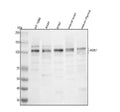 Anti-AXIN1 Antibody Picoband®