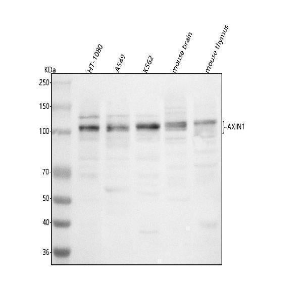 Anti-AXIN1 Antibody Picoband®
