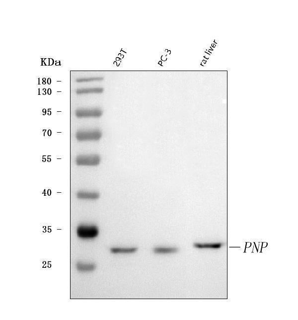 Anti-Nucleoside phosphorylase/PNP Antibody Picoband®