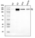 Anti-FXI/F11 Antibody Picoband®