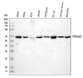 Anti-AMPK alpha 1/PRKAA1 Antibody Picoband®