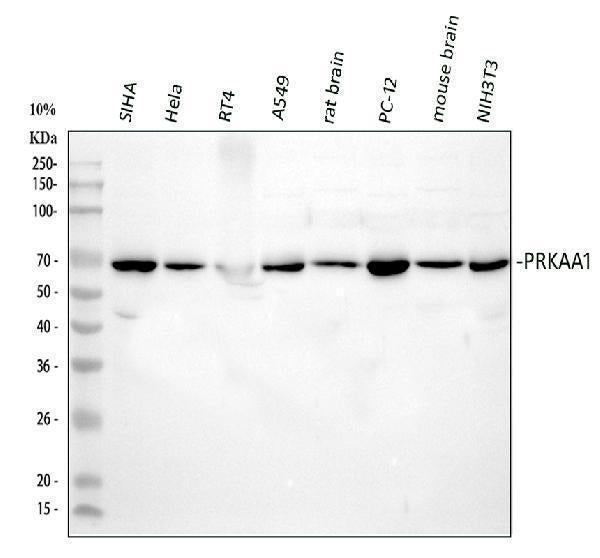 Anti-AMPK alpha 1/PRKAA1 Antibody Picoband®