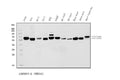 Anti-AMPK alpha 1/PRKAA1 Antibody Picoband®